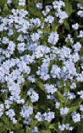 Blue Ball Alpine HB#5005#2 2000 seeds Forget me Not Myosotis alpestris