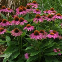 Perennial & Biennial Flower Seeds