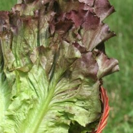 Leaf Lettuces