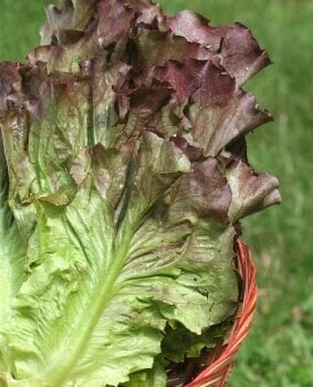 Leaf Lettuces