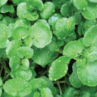 Cress & Pepper Grass