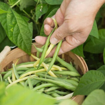 Bean Seeds