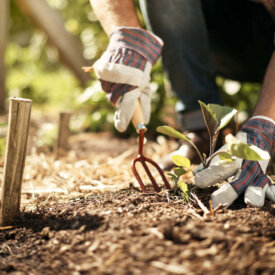 Gardening Accessories