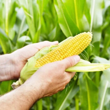 Corn Seeds