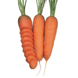 Organic Carrot Seeds