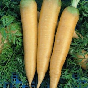 Russian High Quality Carrot "Moscow winter" A515 seeds in gel dragee