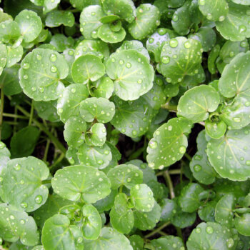 Heirloom Watercress Seeds