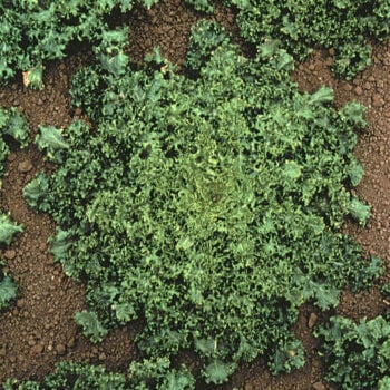 Endive Seeds