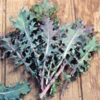 Organic Kale Seeds