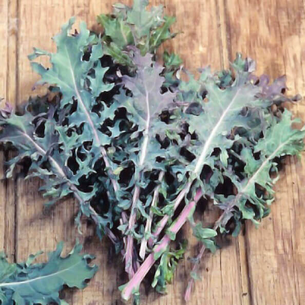 5000 15G certified organic RED RUSSIAN KALE seeds heirloom USA; frost tolerant 
