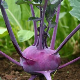 Heirloom Kohlrabi Seeds