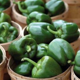 Pepper Collections