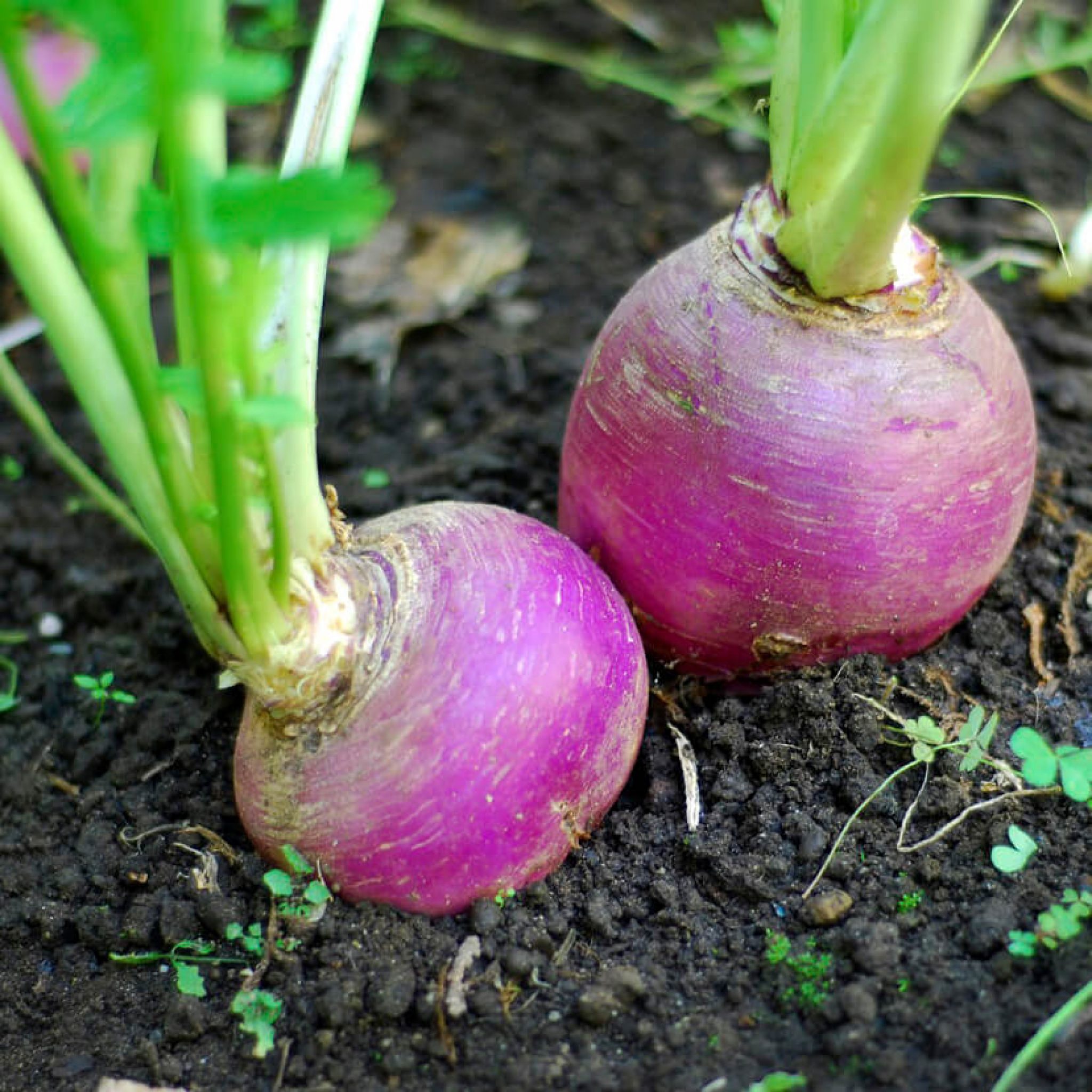 Purple Top White Globe Turnip Seeds (Summer Type) 2160 OSC Seeds