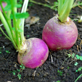 Heirloom Turnip Seeds