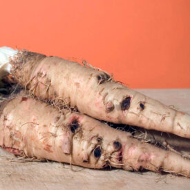 Heirloom Salsify Seeds