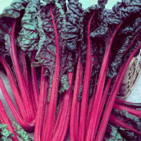 Rhubarb Seeds
