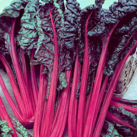Rhubarb Seeds