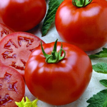 Tomato Seeds