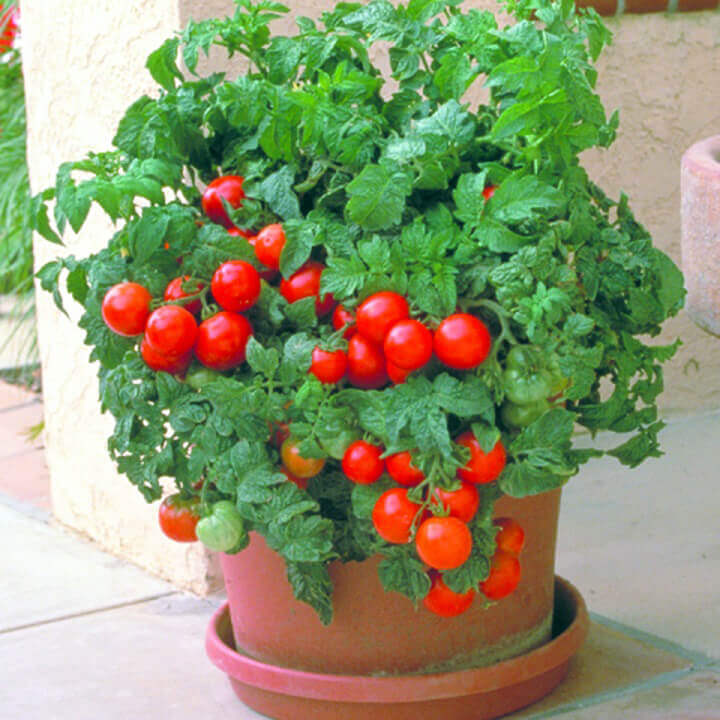 Tomato Seeds in Canada Order Online OSC Seeds