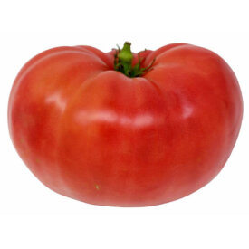 Main Season Tomato