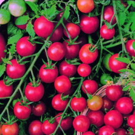 Patio Tomato Civilys Seeds-50Pcs Sugar Sweetie Cherry Tomato Seeds Tiny Tim Tomato Seeds Dwarf Heirloom Vegetable Seeds for Planting 