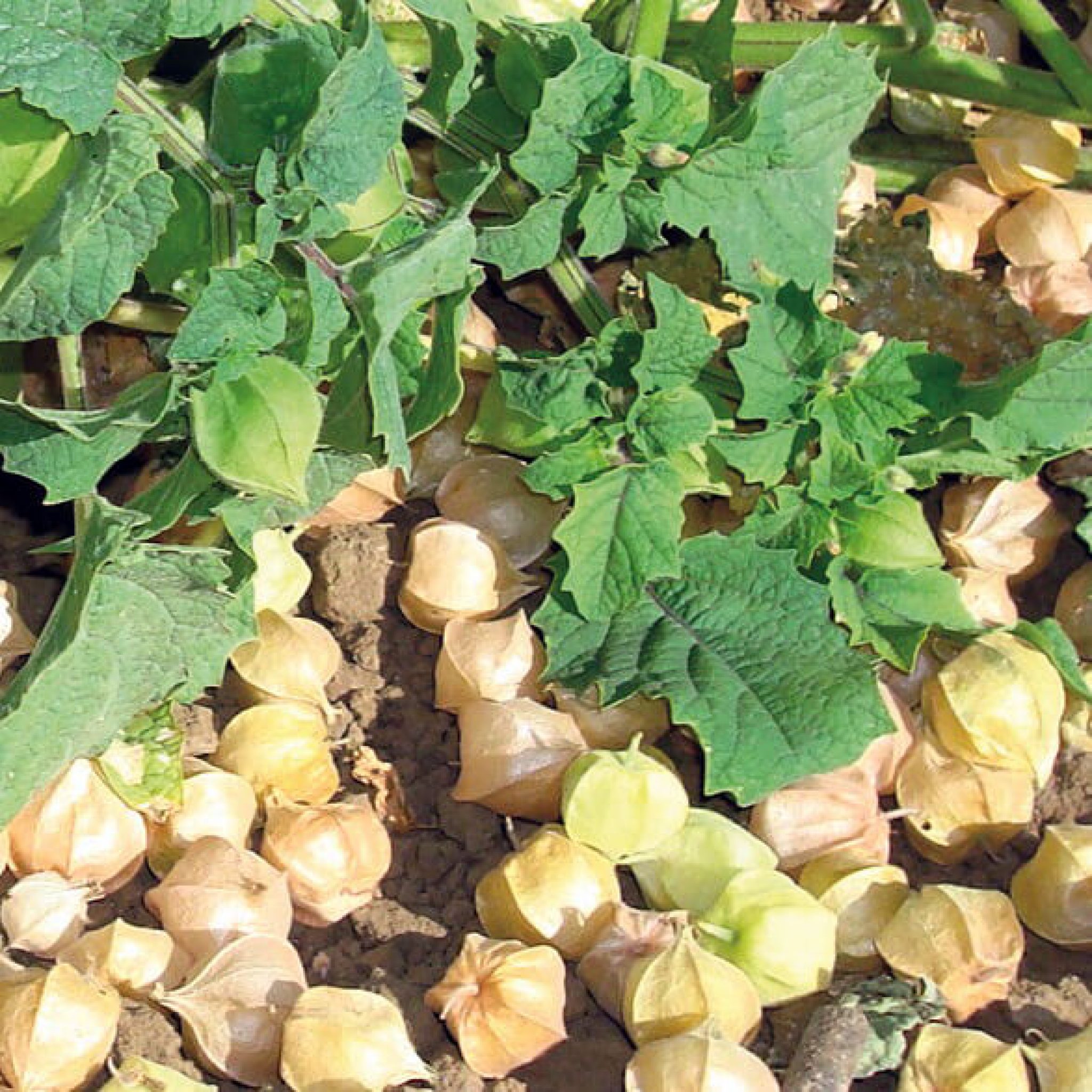 Ground Cherry Tomato Seeds (Husk Type) 2395 OSC Seeds