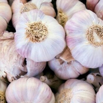 Garlic Bulbs