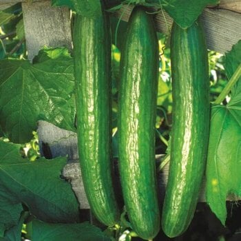 Aimers International Cucumber Seeds