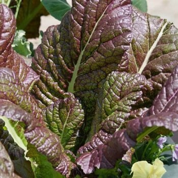 Mustard and Salad Green Seeds