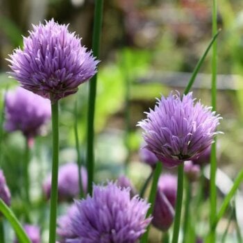 Organic Chive Seeds