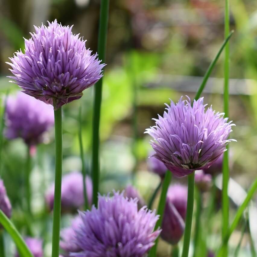 Herb Seeds | OSC Seeds