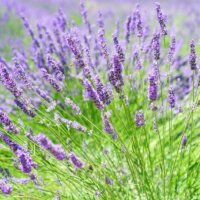 Heirloom Lavender Seeds
