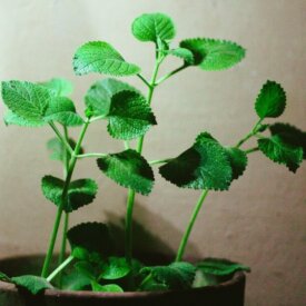 Heirloom Herb Seeds