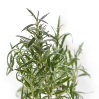 Heirloom Rosemary Seeds