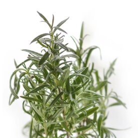 Heirloom Rosemary Seeds
