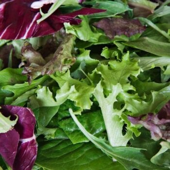 Organic Mesclun Mix Seeds