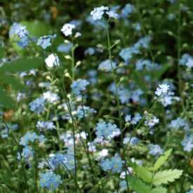 Forget Me Not