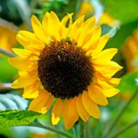 Pollen Free Sunflowers