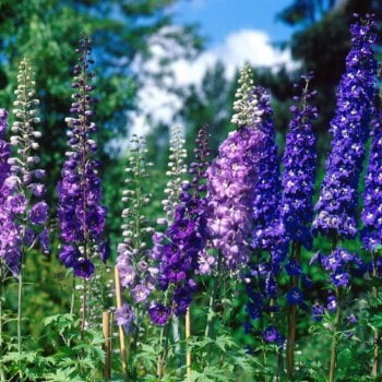 Delphinium