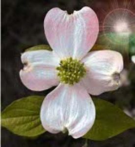Flowering Dogwood Tree Seeds Deciduous 6765 Osc Seeds