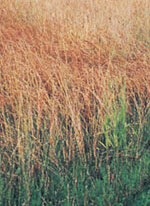 Specific Use Grass Mixes