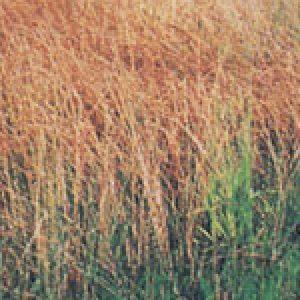 Specific Use Grass Mixes