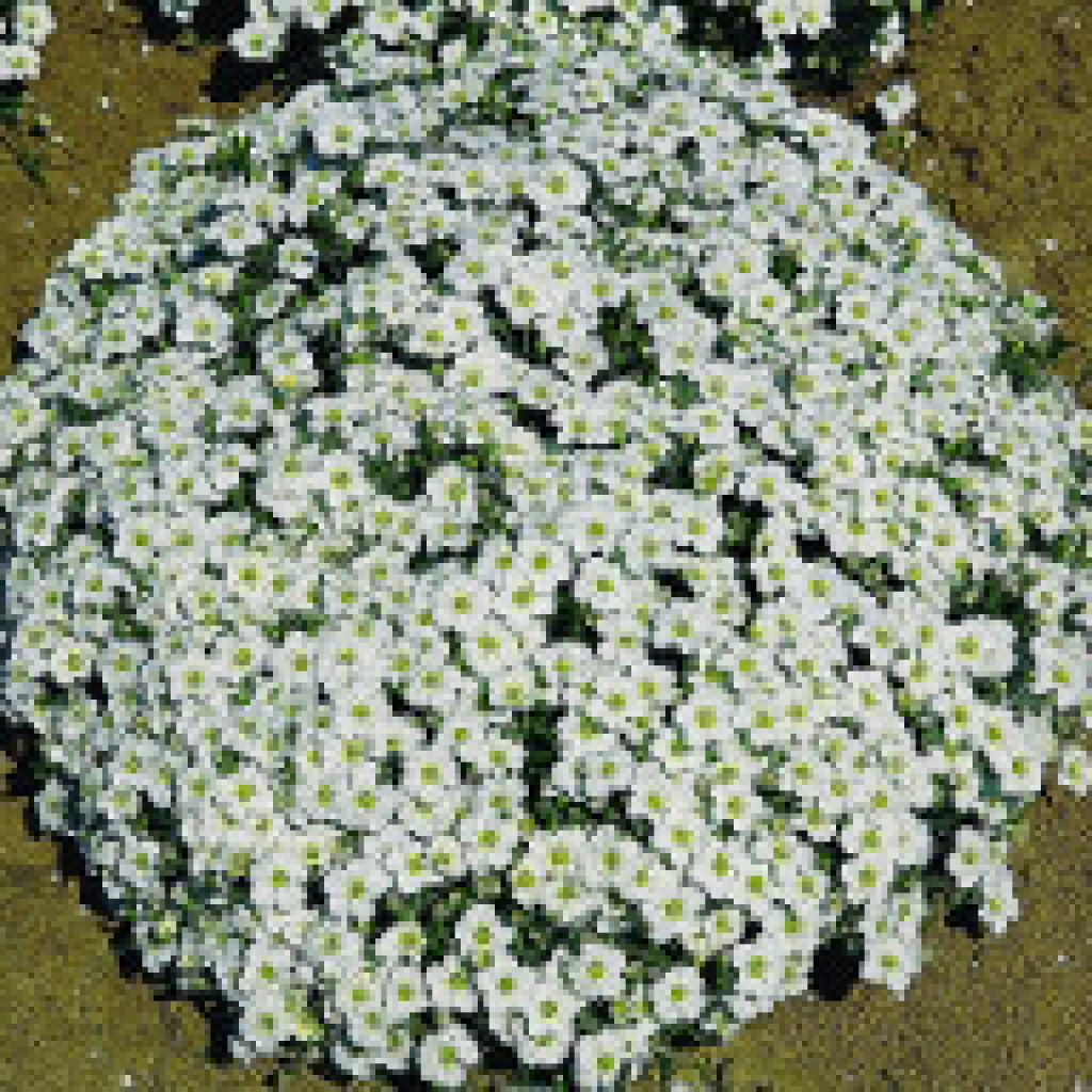 Arenaria (Arenaria montana)