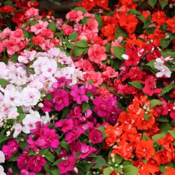 Impatiens - Standard Hybrid Series