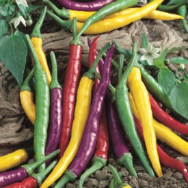 Aimers International Vegetable Seeds