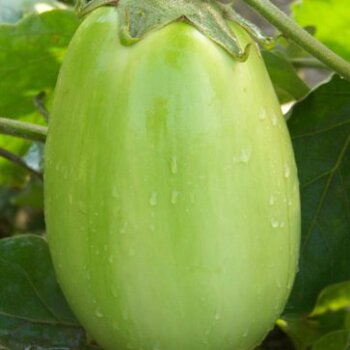 Aimers International Eggplant Seeds