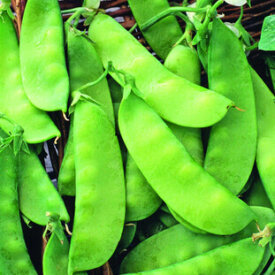 Aimers International Pea Seeds