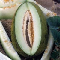 Aimers International Cantaloupe / Melon Seeds