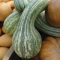 Aimers International Squash Seeds