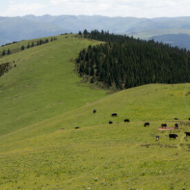 Dry Meadow Mixes